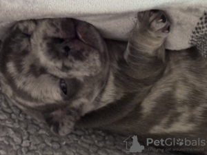 Фото №3. Erstaunliche Französische Bulldoggen*Health*Документы*ДНК.  Германия