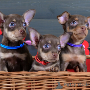 Фото №2 к объявлению №154702 о продаже пражского крысарика - купить в Германии частное объявление