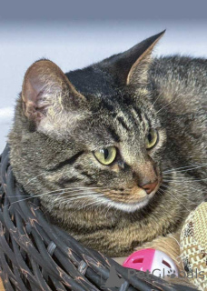 Фото №4. Продам  в Москова частное объявление - цена Бесплатно