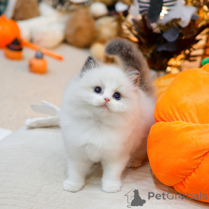 Фото №1. рэгдолл - купить в Реймсе за договорная. Объявление №158641