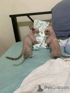 Фото №3. Bambino-Kätzchen Zur Усыновление Verfügbar. Германия