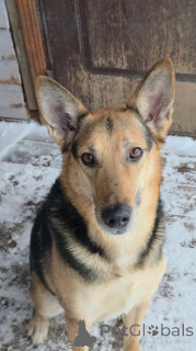 Фото №1. беспородная - купить в Химках за Бесплатно. Объявление №165143