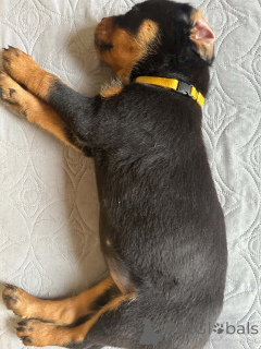 Фото №3. Kauniita ja leikkisiä rottweilerin pentuja, rekisteröity Kansasiin.  Финляндия