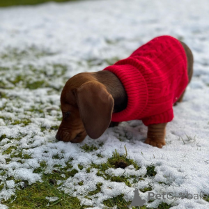 Фото №4. Продажа таксу в Каменск-Шахтинске из питомника, заводчик - цена 78852₽