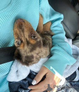 Фото №1. такса - купить в Хельсинки за 46384₽. Объявление №164021