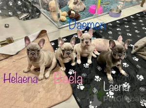 Фото №1. французский бульдог - купить в Аренсбург за договорная. Объявление №165613