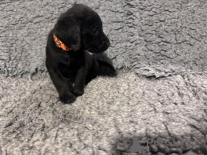 Фото №2 к объявлению №166832 о продаже лабрадор-ретривера - купить в Великобритании заводчик