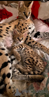 Фото №3. кот саванны ф0. Россия