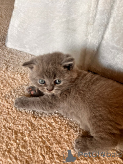 Фото №3. Chat. Франция