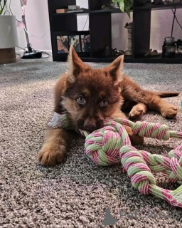 Фото №2 к объявлению №137787 о продаже немецкую овчарку - купить в Германии частное объявление, заводчик