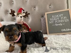 Фото №1. йоркширский терьер - купить в Мелджин за 69575₽. Объявление №163333