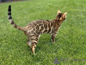 Фото №3. Красивый бенгальский котенок. США