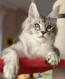 Фото №1. мейн-кун - купить в Баден-Бадене за 91839₽. Объявление №163661