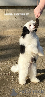 Фото №3. Китайские грибы щенки.  Сербия