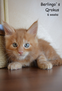 Фото №3. кот красный солид. Россия