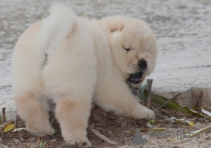 Фото №4. Продажа чау-чау в Франкполис частное объявление - цена договорная