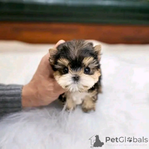 Фото №2 к объявлению №137534 о продаже  - купить в США заводчик