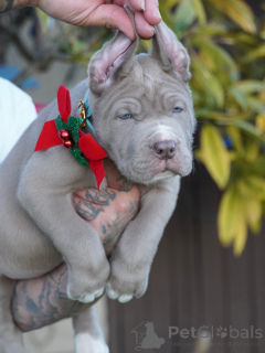 Фото №2 к объявлению №160711 о продаже американского мастифа - купить в Германии частное объявление