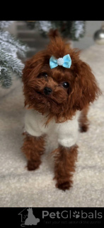 Фото №3. Уникальный пудель-самец размером с чашку чая..  Германия