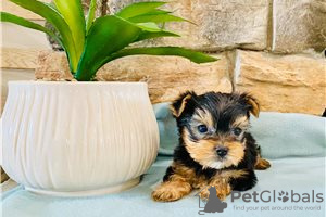 Фото №3. Teacup Yorkshire Terrier Puppy for free adoption.  Германия