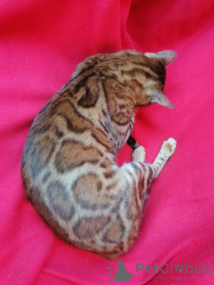 Фото №3. Айгуль Хисматуллина. Россия