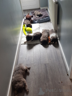 Фото №2 к объявлению №167482 о продаже кавказскую овчарку - купить в Дании частное объявление, заводчик