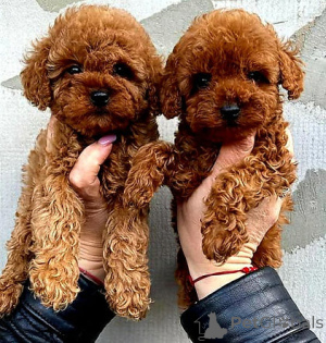 Фото №1. пудель (той) - купить в Афины за договорная. Объявление №158331