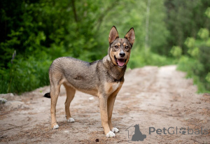 Фото №2 к объявлению №145741 о продаже беспородную - купить в России частное объявление