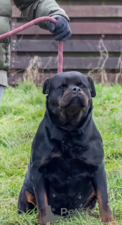 Фото №4. Продажа ротвейлера в Люлин, София  - цена 31454₽