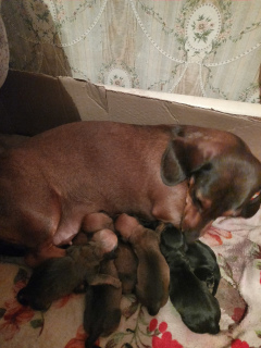 Фото №3. Щенки.  Россия