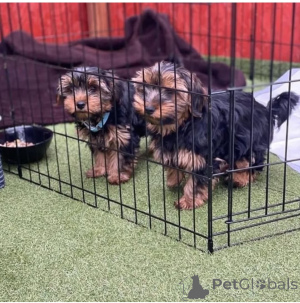 Фото №3. Teacup Yorkie Puppies доступны для продажи.  Германия