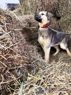 Фото №4. Продажа беспородную в Липецке  - цена Бесплатно