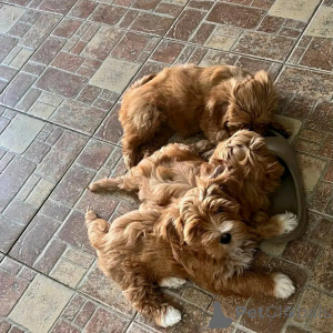 Фото №4. Продажа гаванского бишона в Чикаго заводчик - цена 49283₽