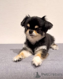 Фото №3. Очаровательный чихуахуа.  Бельгия