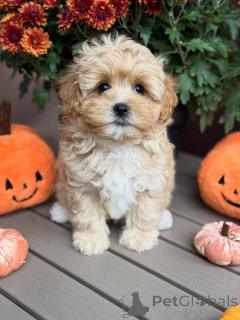 Фото №3. Встречайте Тедди, короля уюта! Всегда готов с любовью, обнимашками и виляющими.  Люксембург