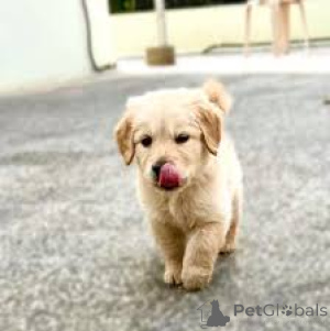 Фото №2 к объявлению №162721 о продаже золотистого ретривера - купить в Нидерландах частное объявление, заводчик