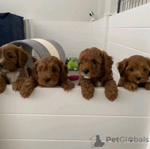 Фото №2 к объявлению №137801 о продаже лабрадудля - купить в США заводчик