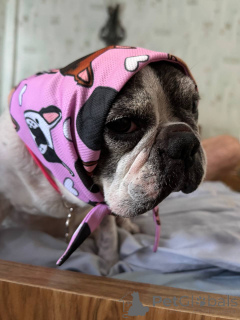 Фото №3. Сладкий и зрелый мужской французский бульдог для усыновления в Глазго.  Великобритания