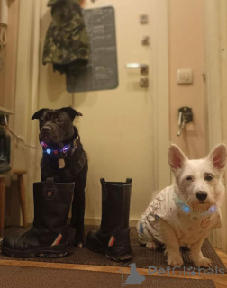 Фото №3. Ищу лучшую семью для лучшего мальчика!.  Россия