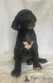 Фото №3. Немецкий мастиф.  Сербия