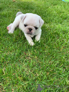 Фото №2 к объявлению №158983 о продаже мопса - купить в Эстонии частное объявление, заводчик