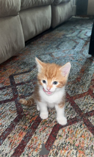 Фото №3. Сомалийские котят для очаровательных домов.. Швейцария