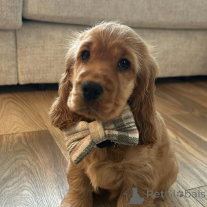 Фото №3. Познакомьтесь с Лео, солнышком каждой прогулки и королем всех объятий. Реклама,.  Германия