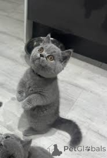 Фото №3. Kauniita brittiläisia lyhytkarvaisia Kissanpentuja myytävänä. Финляндия