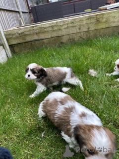 Фото №1.  - купить в Бернкастел-Кюс за договорная. Объявление №166370