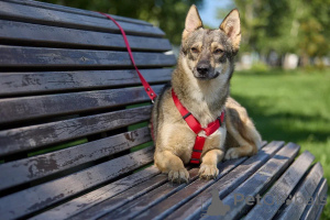 Фото №2 к объявлению №154298 о продаже беспородную - купить в России 