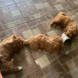 Фото №3. Миниатюрные щенки гаванцев доступны для переосмысления.  США