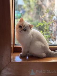 Фото №4. Продам британскую короткошёрстную в Туовумба заводчик - цена 68996₽