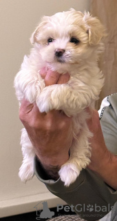 Фото №2 к объявлению №130492 о продаже  - купить в Швеции 