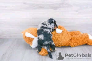 Фото №2 к объявлению №131972 о продаже таксу - купить в США частное объявление